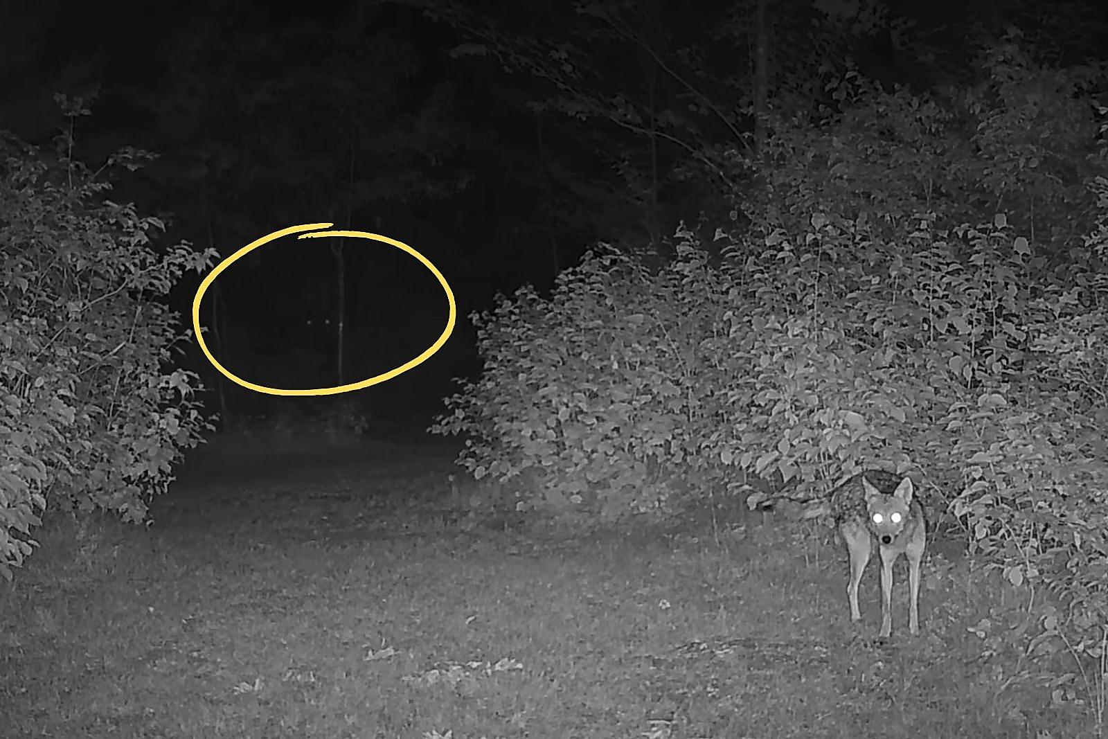 Terrifying Wisconsin Trail Cam Footage