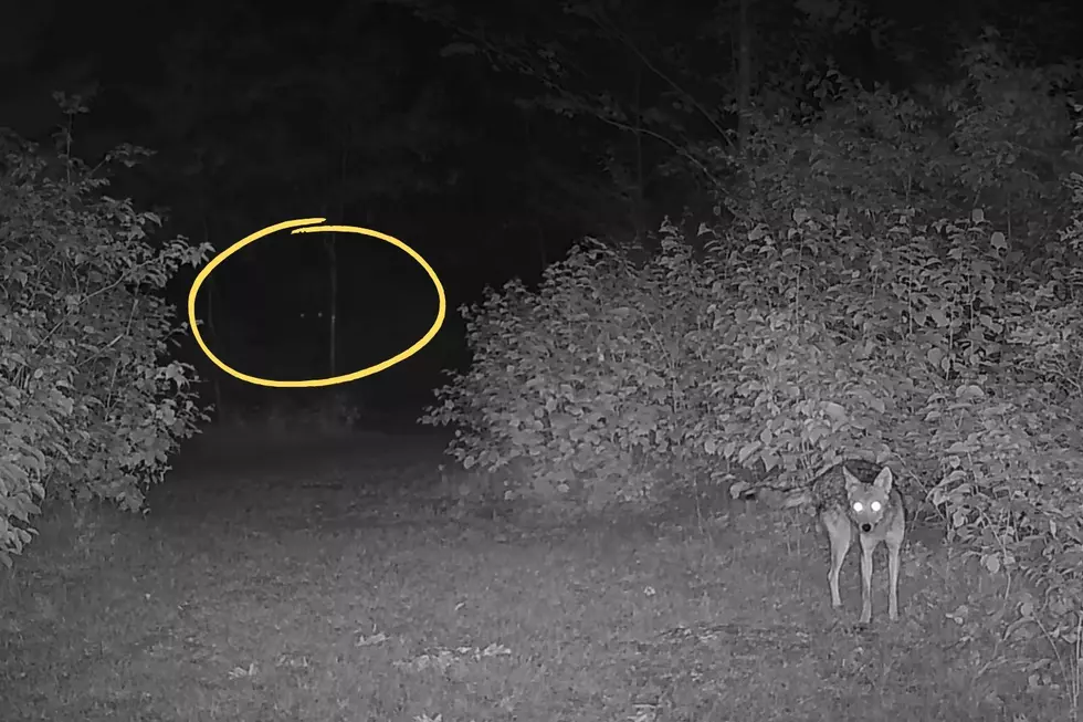 Game Trail Camera Videos - Northwoods via YouTube
