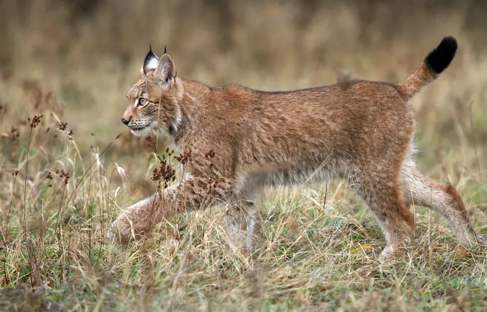 Animal Control Officials Warn to Beware of a Lynx on the Loose in Illinois!