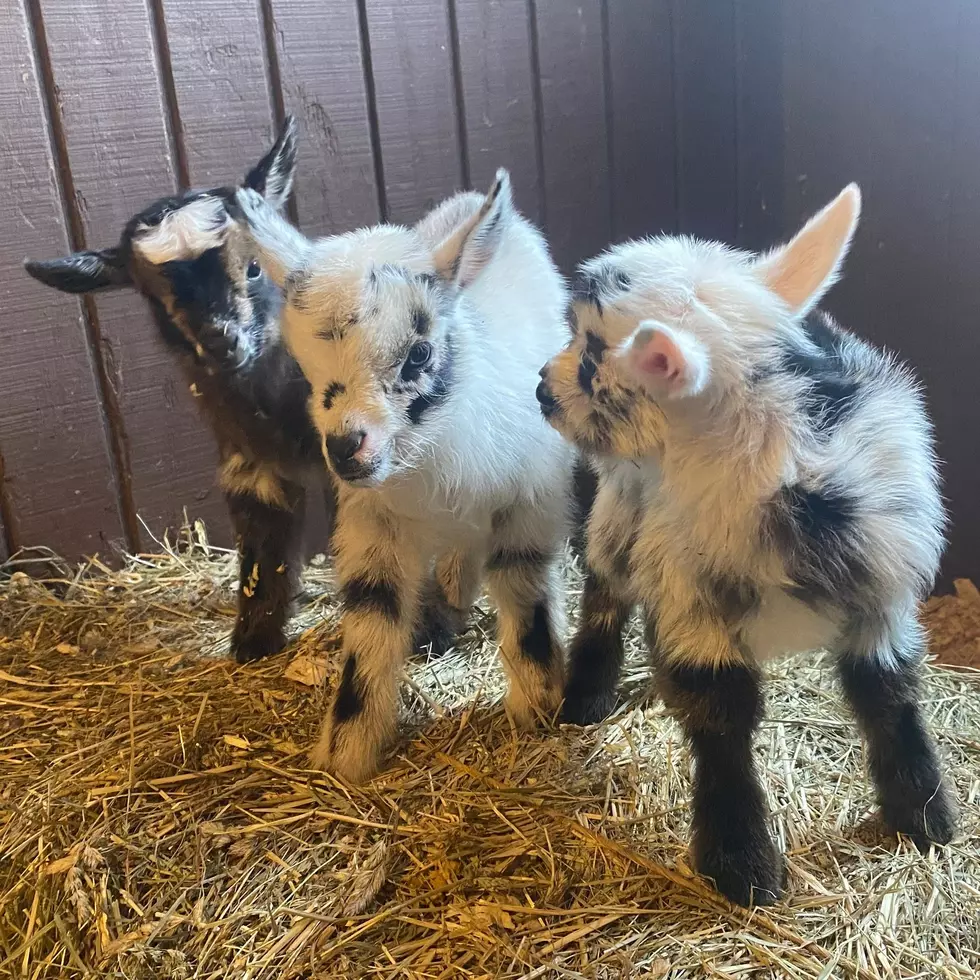 Got Some Free Time To Play With Baby Goats At An Illinois Zoo This Summer?