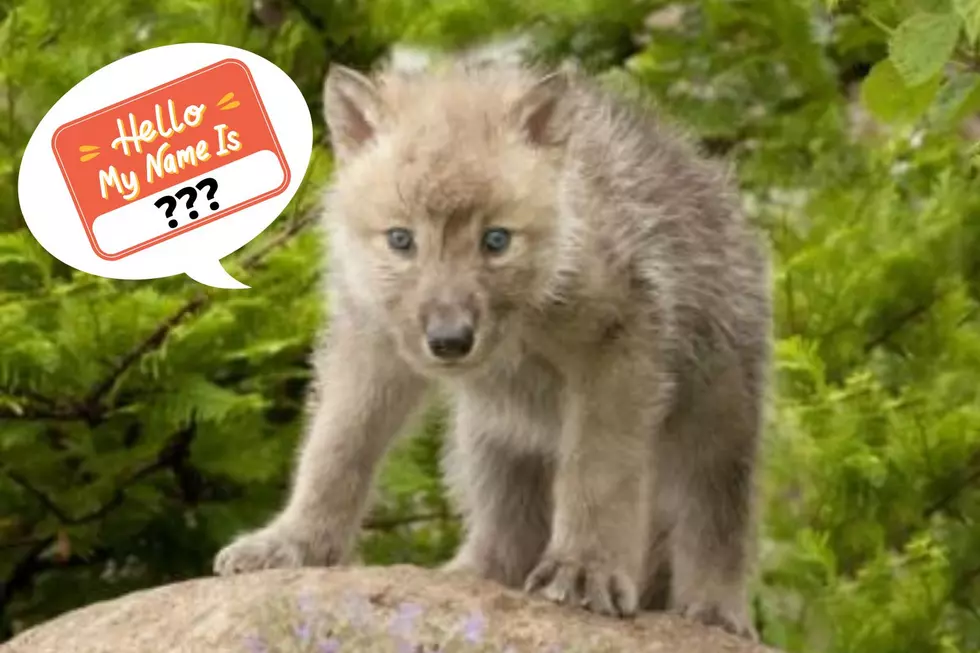Summerfield Zoo Needs Help Naming New Baby Wolf Pup