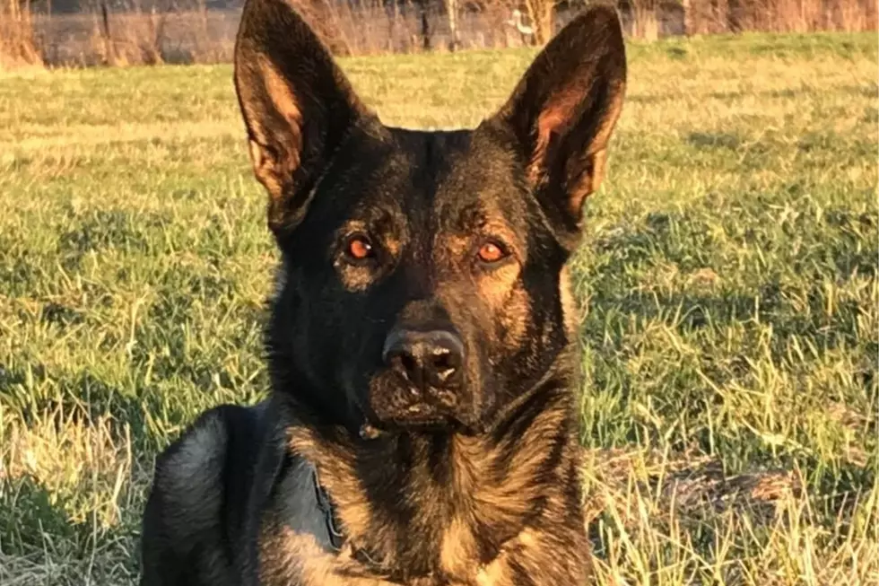 Rockstar Illinois Sheriff’s Canine Captures 9 Suspects In One Day