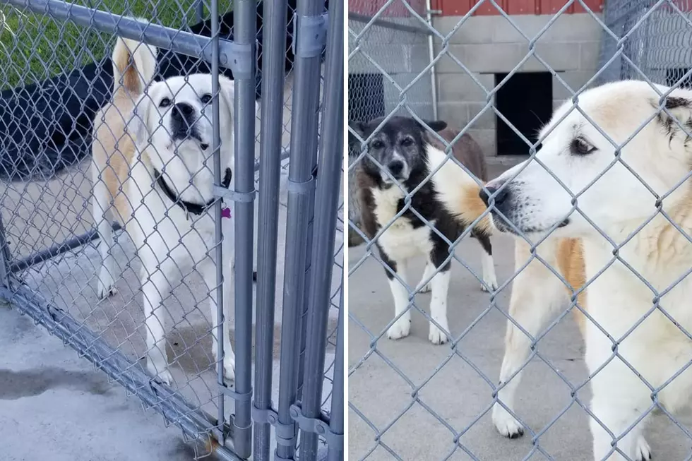 3 Dogs Abandoned at Illinois Kennel for 2 Years Now Need Forever Homes