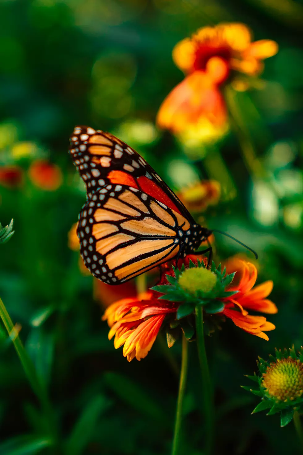 Monarch Butterflies Declared Endangered in Illinois, Here’s How To Help Protect Them