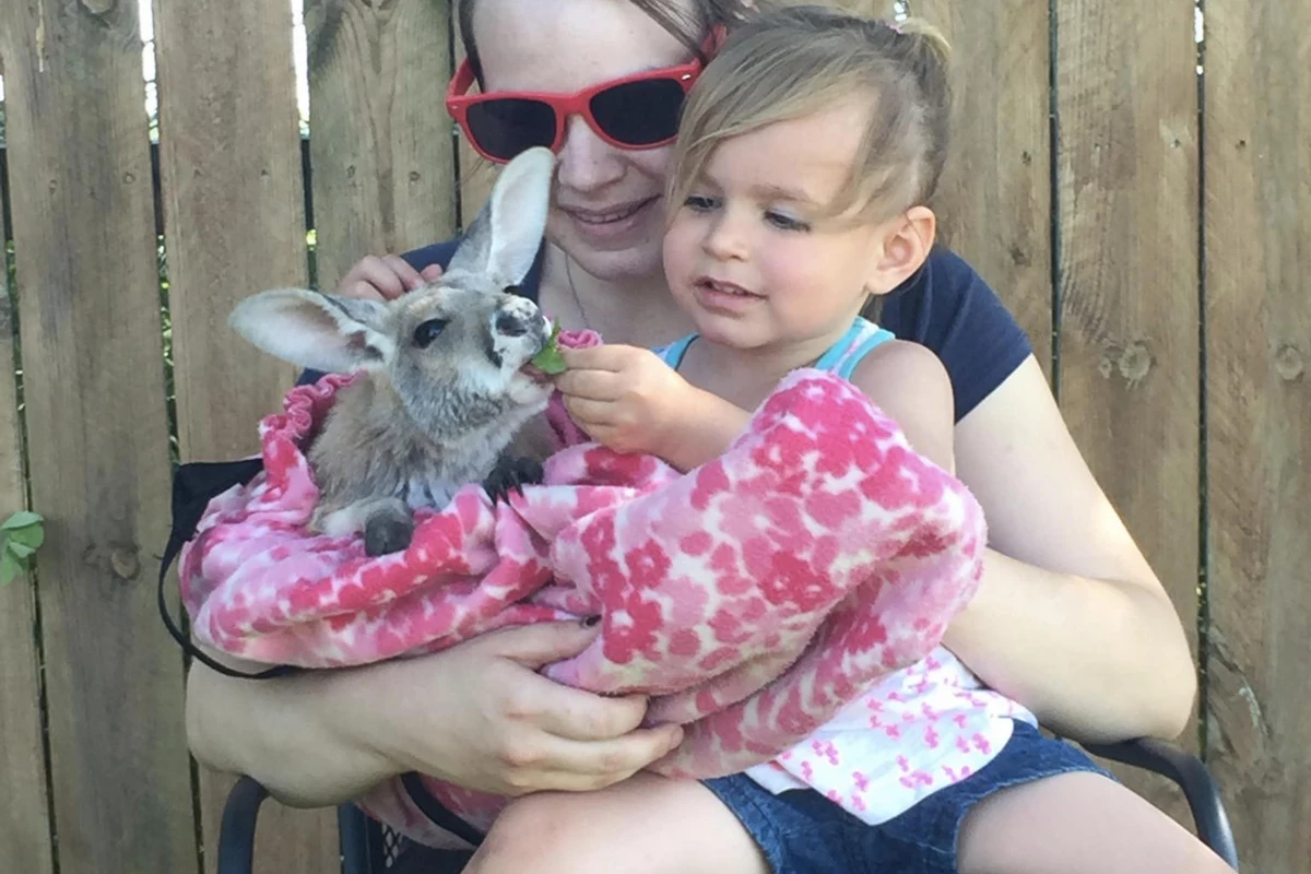 illinois-zoo-giving-rare-opportunity-to-be-a-zoo-keeper-for-a-day