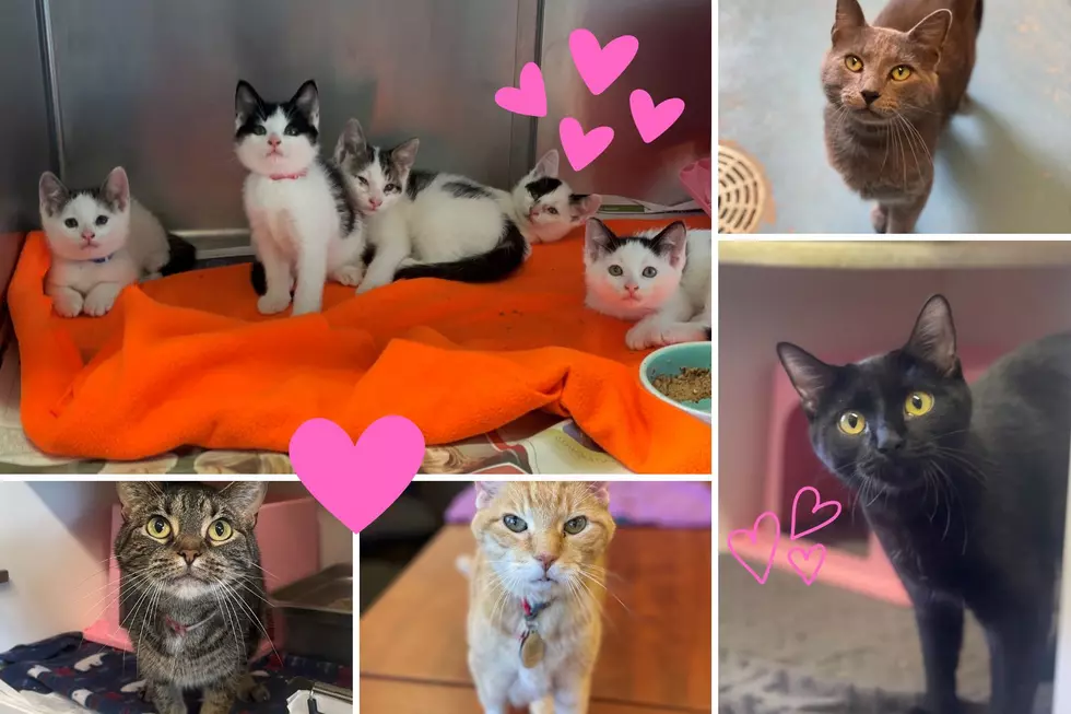 One Rockford Animal Shelter Needs to Find Homes for Over 90 Cats Immediately