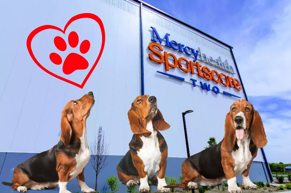 Nearly 200 Basset Hounds Will Be Taking Over Rockford, Illinois Later This Week