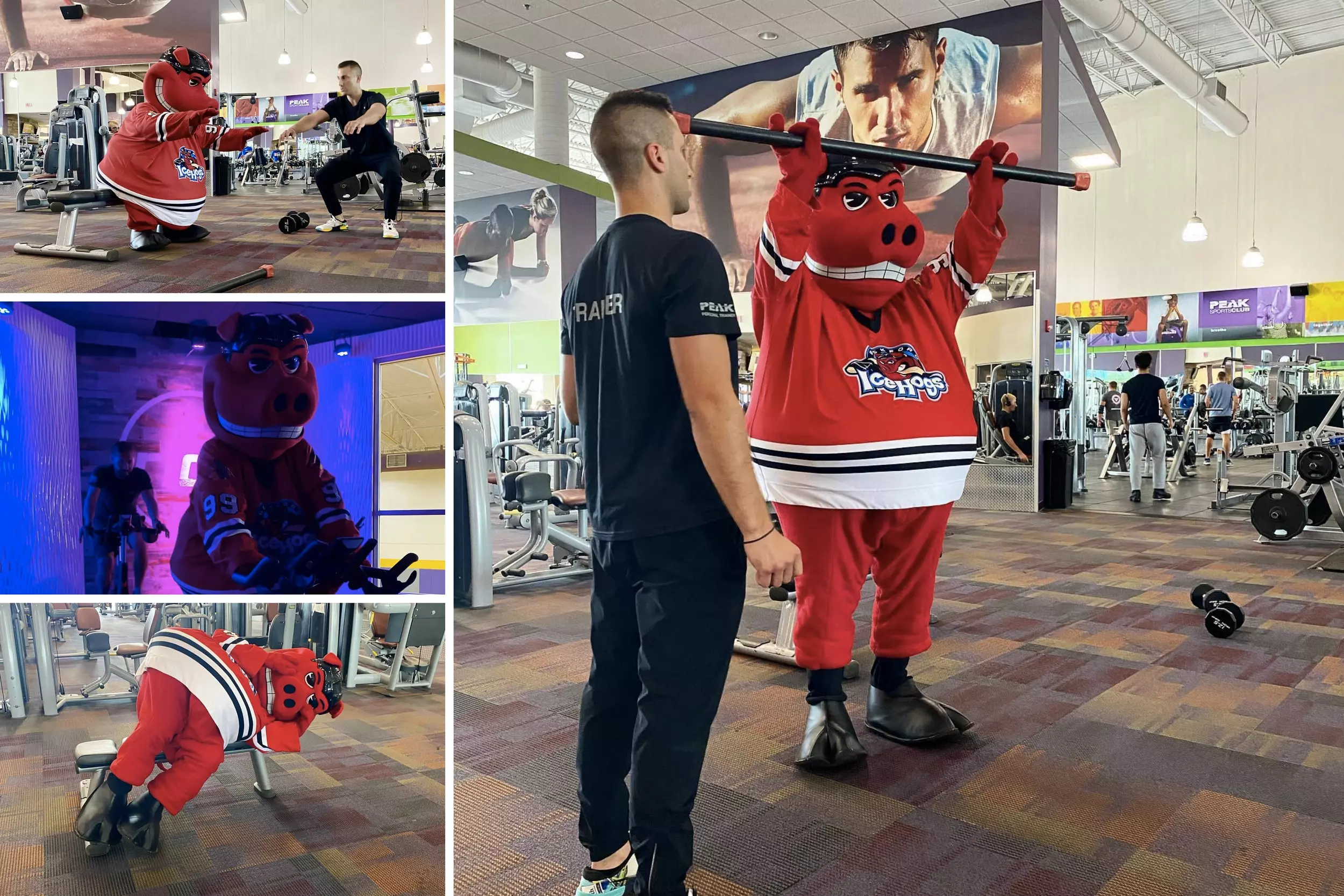 Rockford IceHogs  HAMMY GEARS UP FOR MASCOT RACE SATURDAY