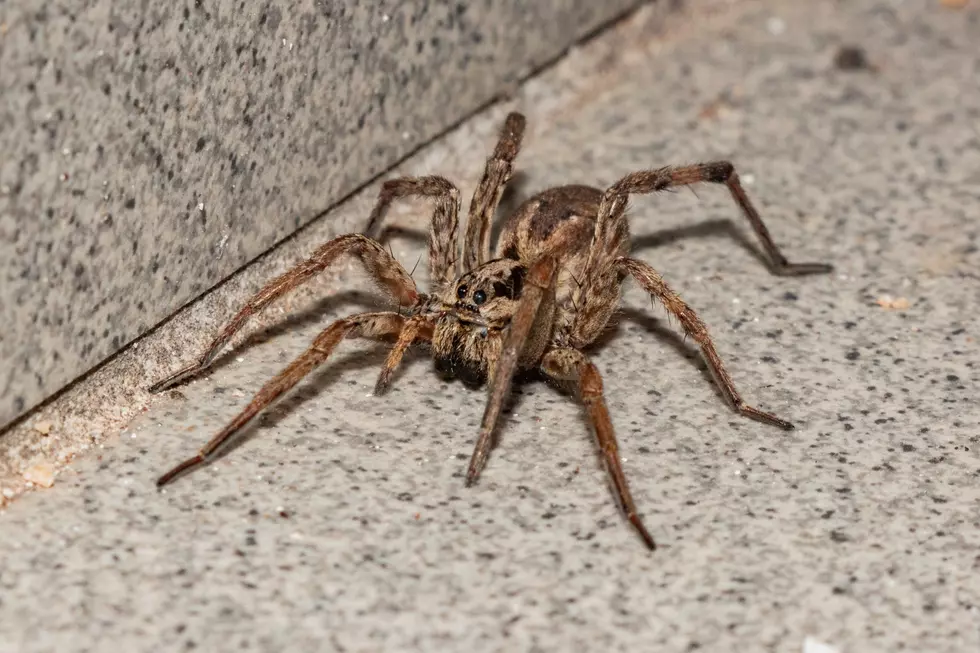 It&#8217;s Spider Season In Illinois, But This Is One Creepy-Crawly You Shouldn&#8217;t Squish