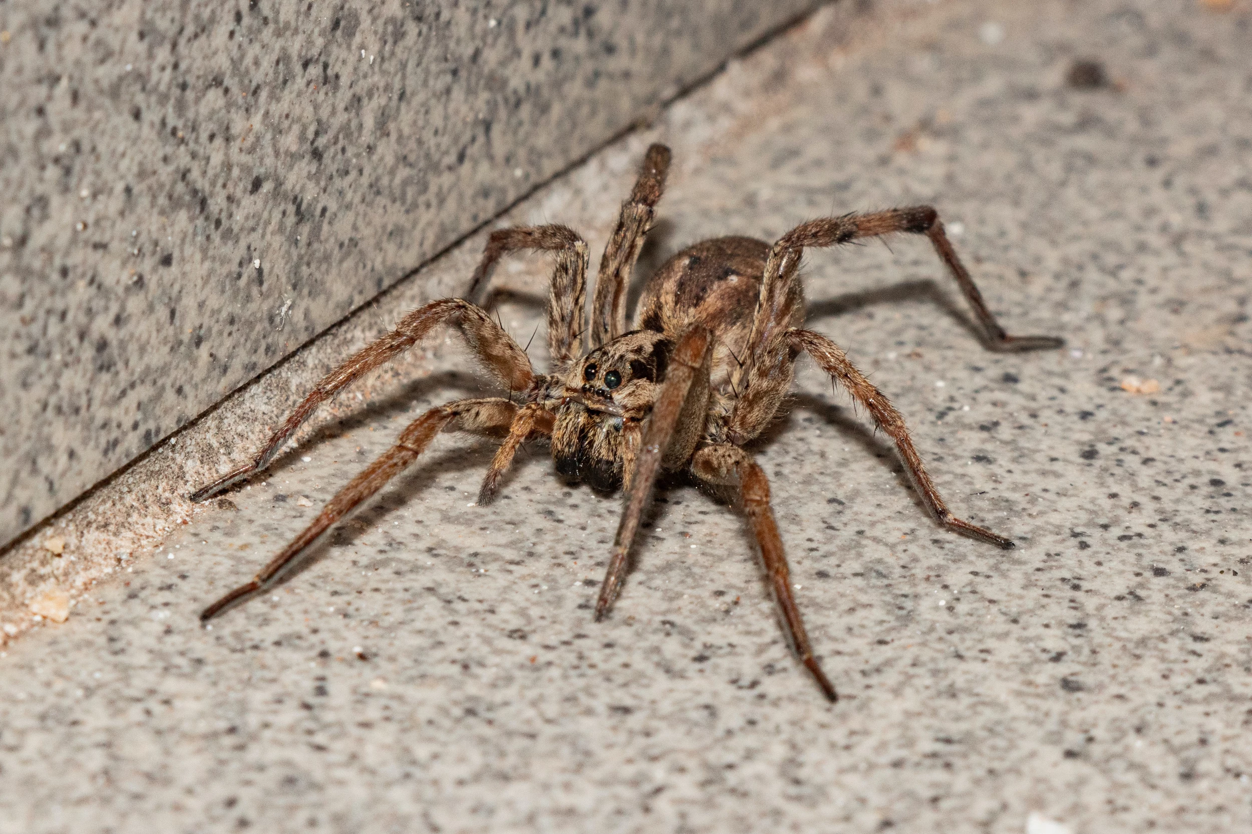 giant spider eating a snake is absolutely horrifying