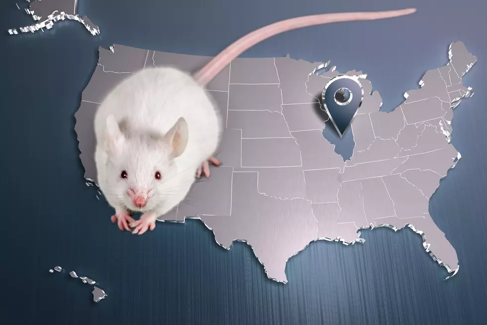 2 Illinois Cities Are Of The Most Rat-Infested In The USA