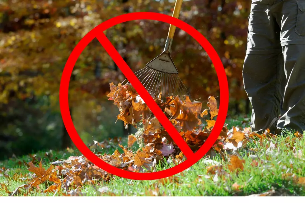 Why You Shouldn't Rake Up Leaves in the Fall