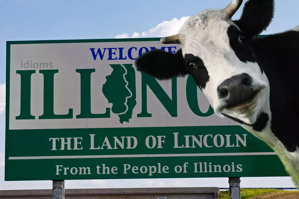 Lost Cow In Illinois Has Some Searching And Others Scratching Their Head