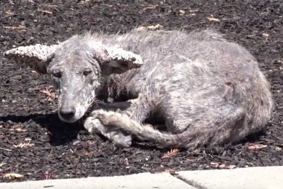 Stray Dogs In Illinois Might Actually Be An Animal That Can Kill You