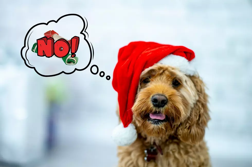 The Worst Christmas Gift for Dogs