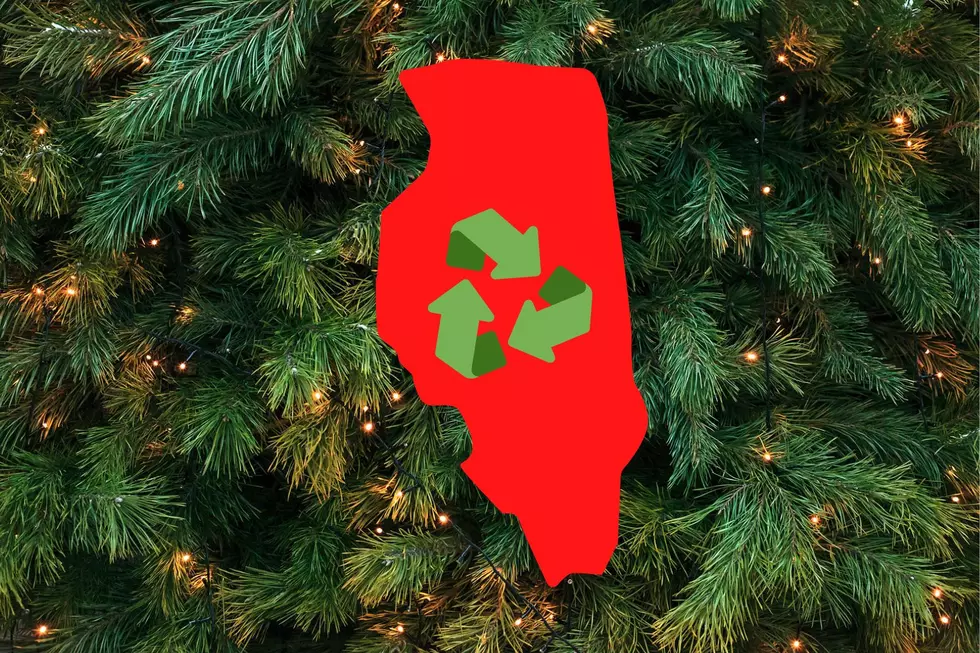 Is It Illegal in Illinois to Toss Your Christmas Tree in the Trash?