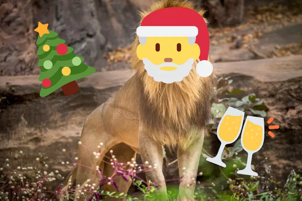Tonight: Popular Illinois Zoo Hosting &#8216;Adults Only&#8217; Holiday Sip and Stroll