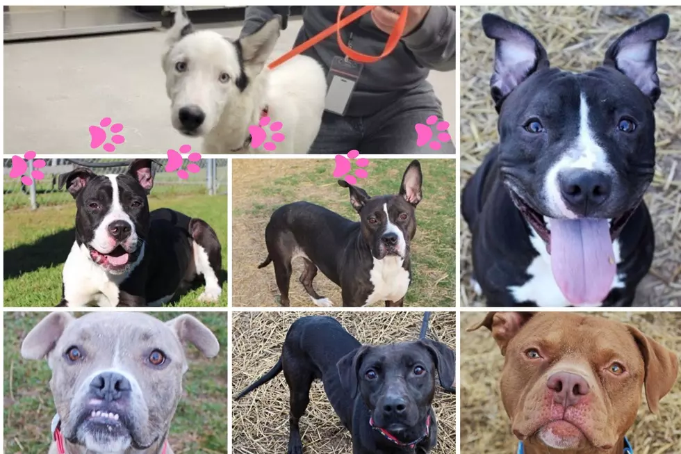Illinois Animal Shelter Needs to Find Homes for 41 Dogs Immediately