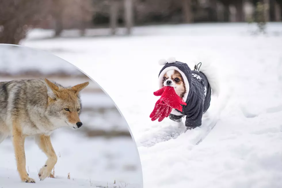 Coyotes in IL Reportedly Extra Aggressive This Mating Season