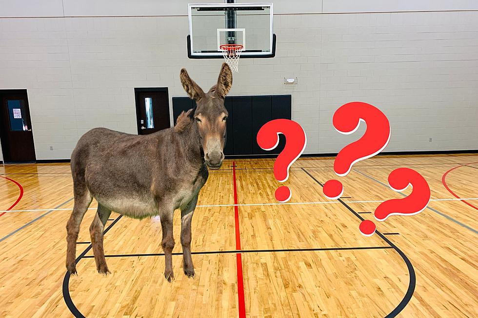 One Illinois High School Challenges Rival to a Donkey Basketball Game