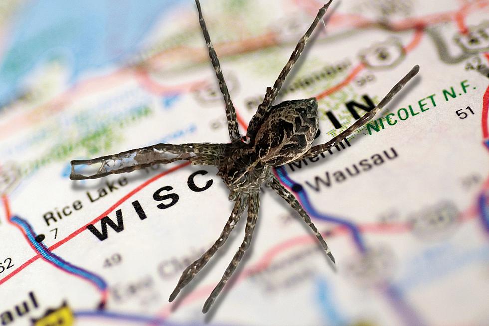 Have You Ever Seen One of These MASSIVE Spiders in Wisconsin Before?