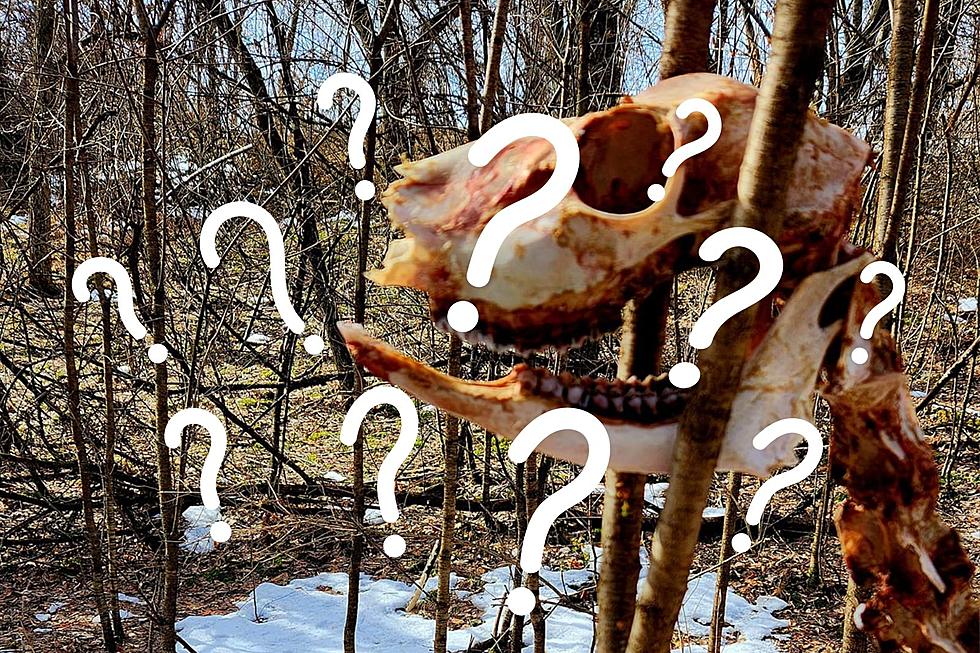 Weird Skeleton Found Stuck in WI Tree
