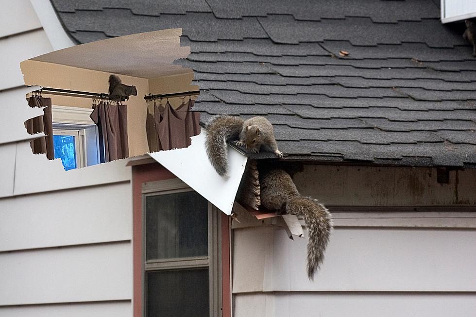 Illinois Mom Shares Frustration and Terror After Rodents Sneak Inside Her Home