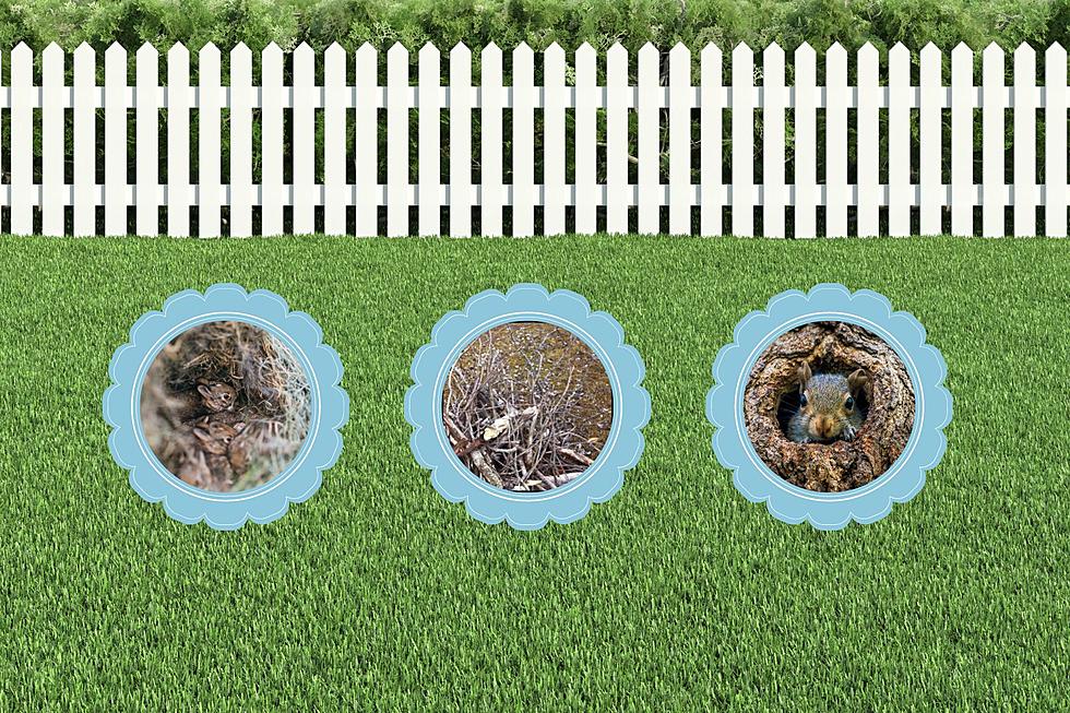 3 Important Things to Check Your Yard For This Spring