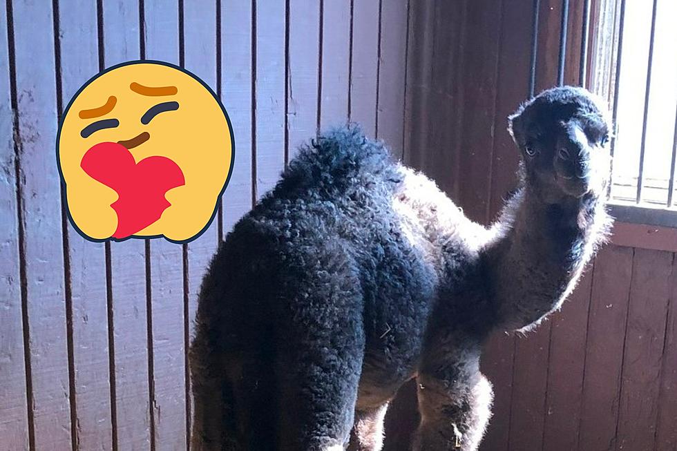 Blue-Eyed Baby Camel At Hidden Illinois Zoo Will Make You Warm & Fuzzy