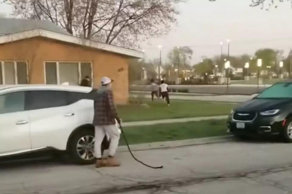 Cow on the loose in Chicago