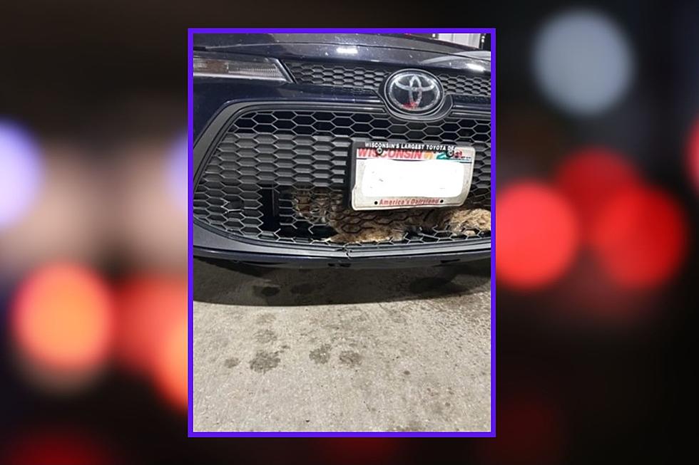 Watch Wisconsin Police Rescue A Live Bobcat From a Car Grill