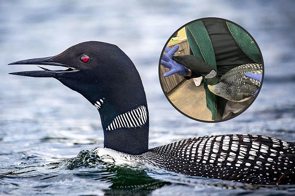 Why Are Hundreds of Loons Falling Out of the Sky in Wisconsin?