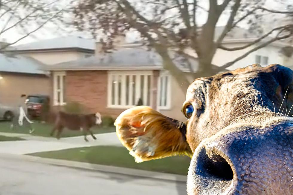 How Did That Cow Get Loose In A Chicago Neighborhood Today?