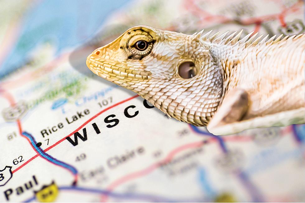Wisconsin Residents Were On Edge When A Huge Lizard Roamed Free