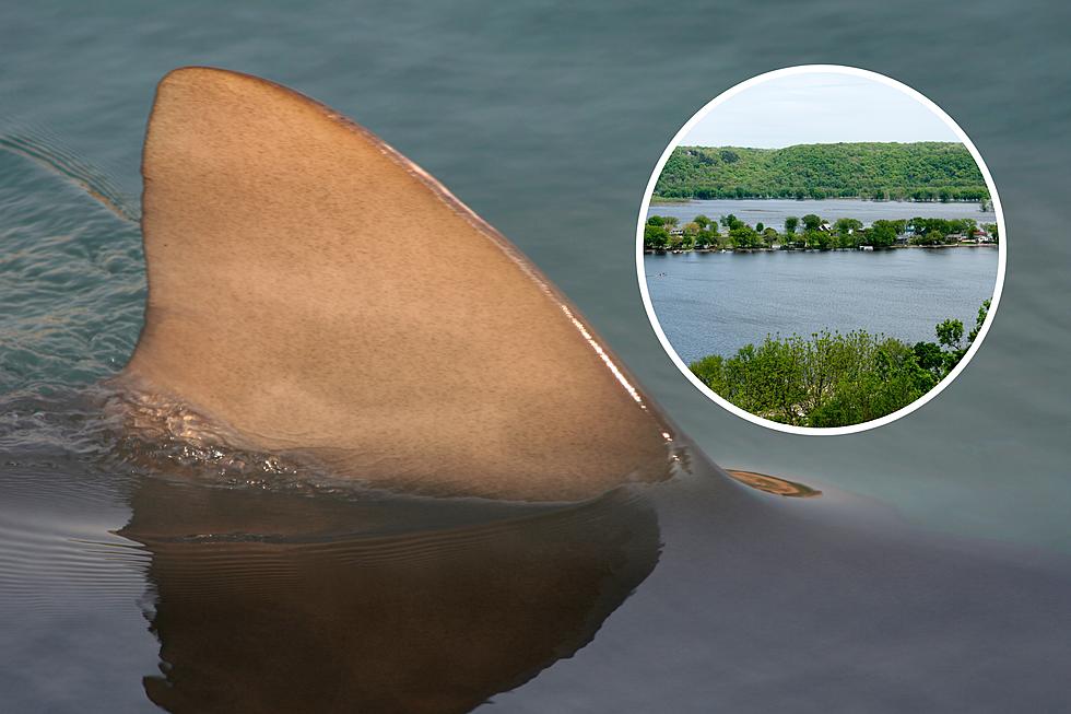 Whoa! Sharks Spotted In Mississippi River In Illinois