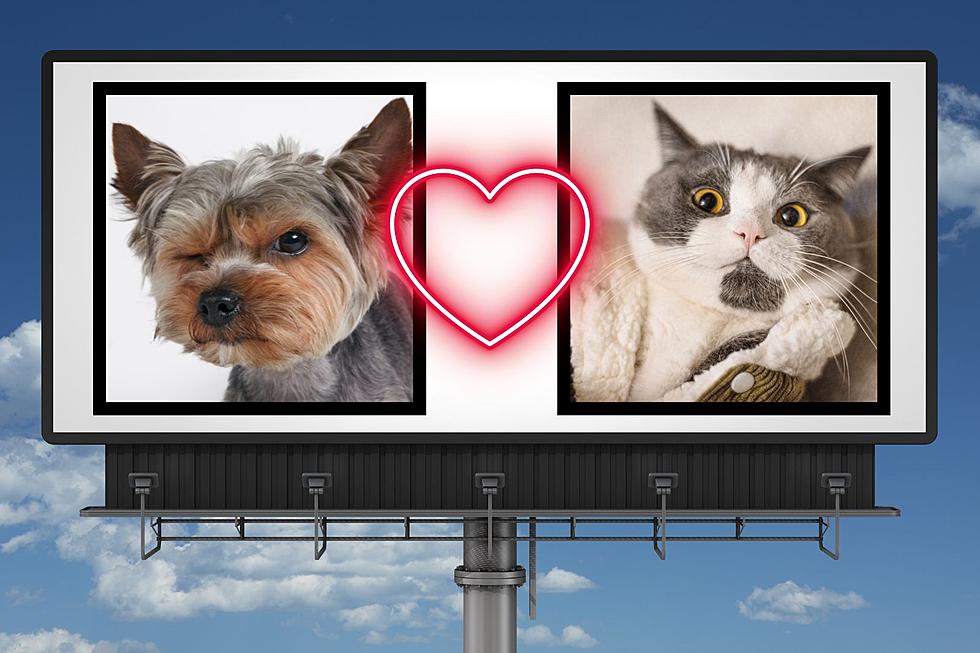 Put Your Pet's Pic On a Billboard!