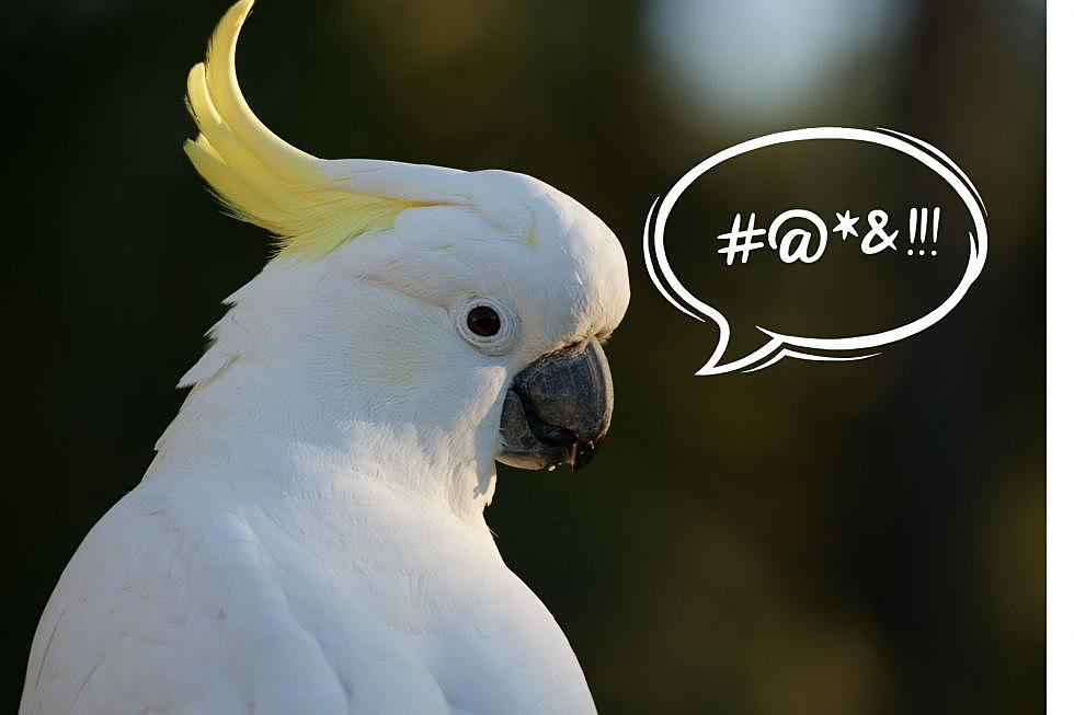 Chatty Cockatoo Creates A Big Surprise For One Illinois Police Department