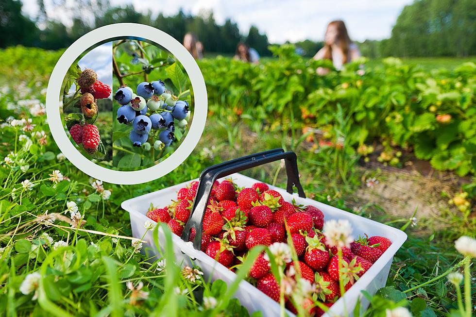 5 of the Best Berry Picking Farms Northern Illinois Has to Offer