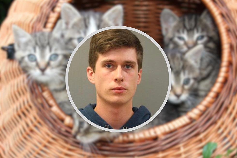 Illinois Man Accused Of Microwaving And Torturing Kittens