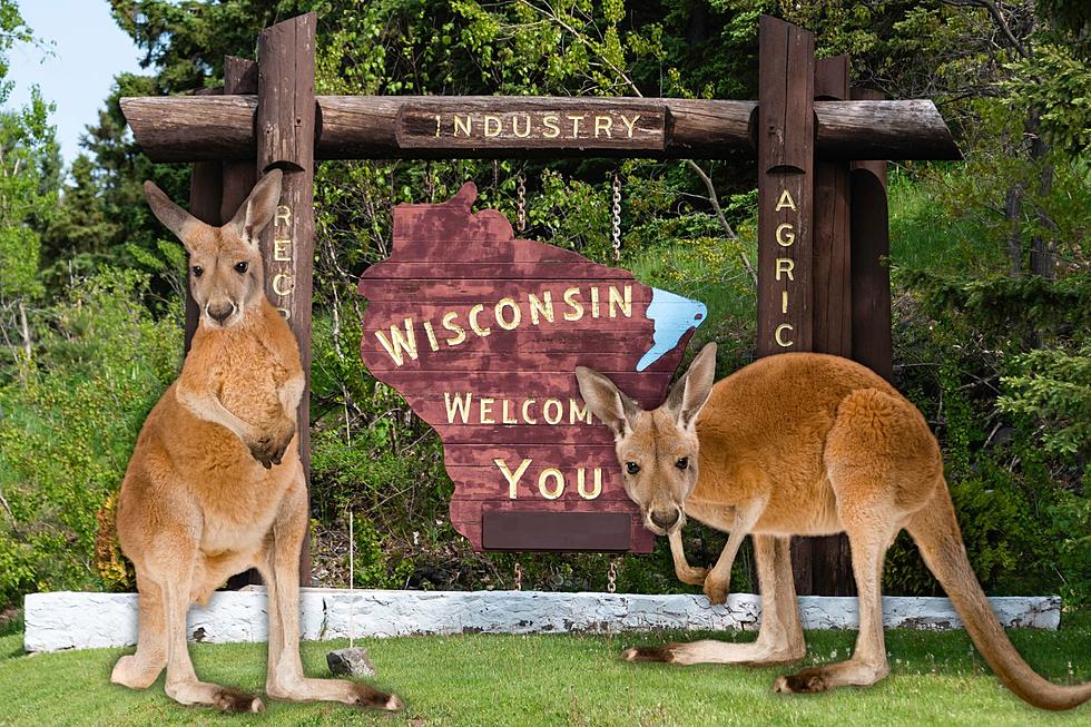 The Bizarre Reason So Many Kangaroo Sightings Are Reported in Wisconsin