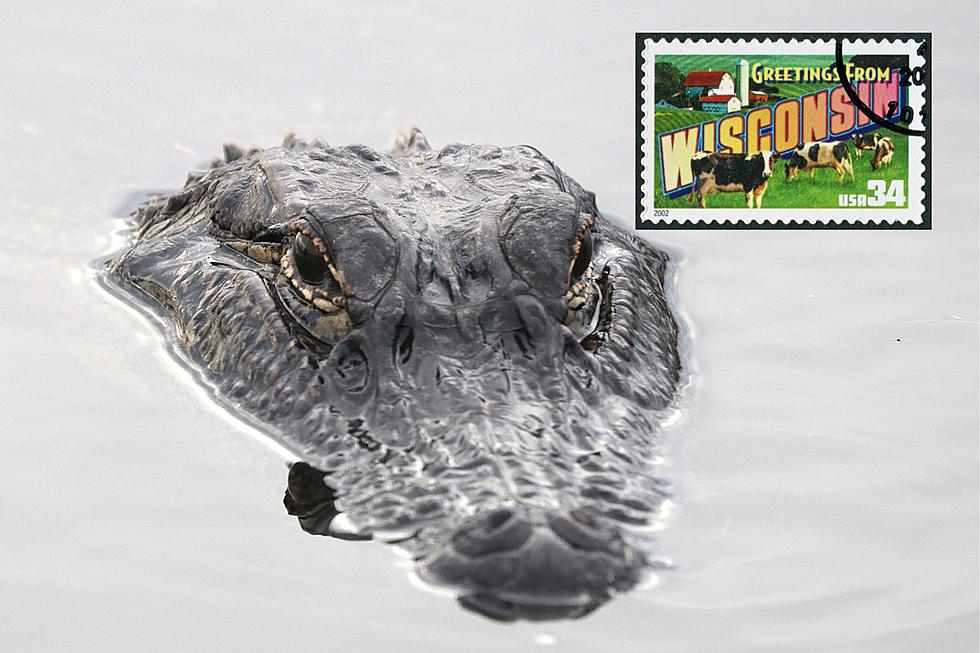 Beware of Alligators on the Loose in Wisconsin?!?