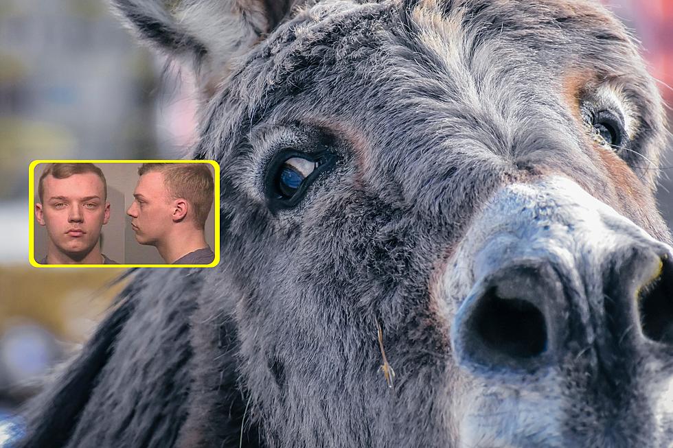 IL Jackass Arrested After Sharing Video Of Him Punching Donkey