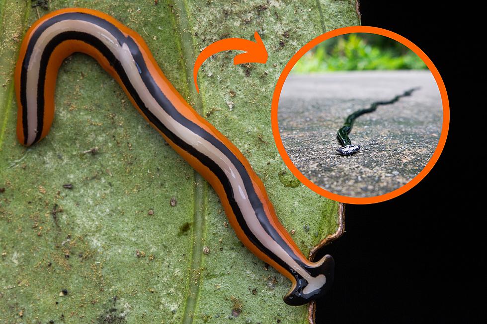 This Toxic Creature Could Be Hiding In Illinois Gardens