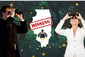 Where Have All The Fireflies in Illinois and Wisconsin Disappeared To?