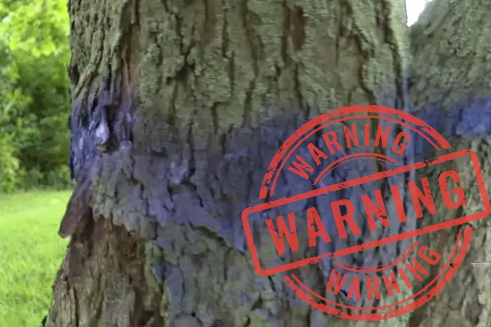 See Purple Paint on an Illinois Tree? Turn Around Immediately!