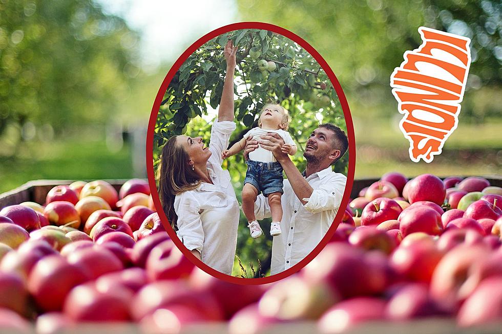 Best Apple Orchards in the Rockford Area