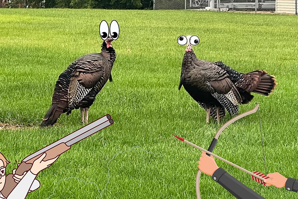 Is It Legal in Illinois to Hunt Wild Turkeys In Your Backyard?