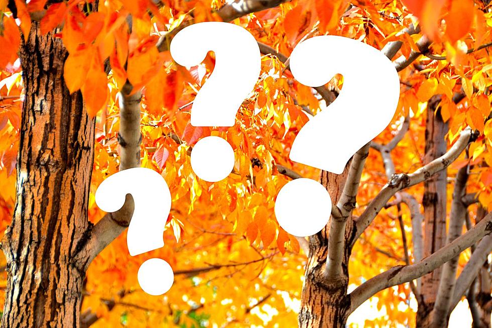 2 Big Reasons Trees Are Changing Colors Earlier Than Ever This Year in Illinois