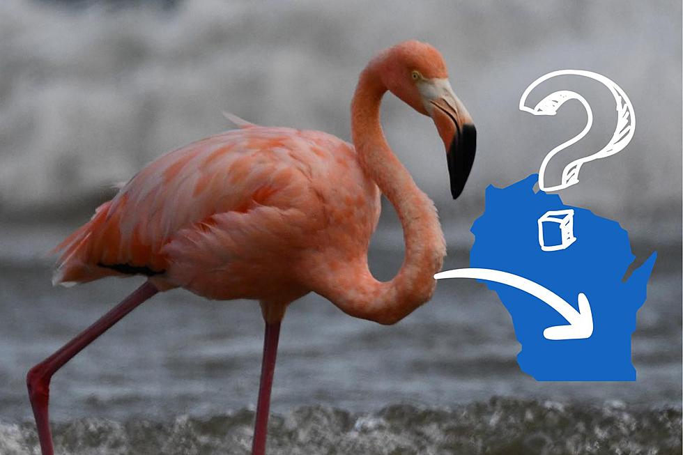 5 Flamingos Are Causing Quite the Uproar in Wisconsin Right Now