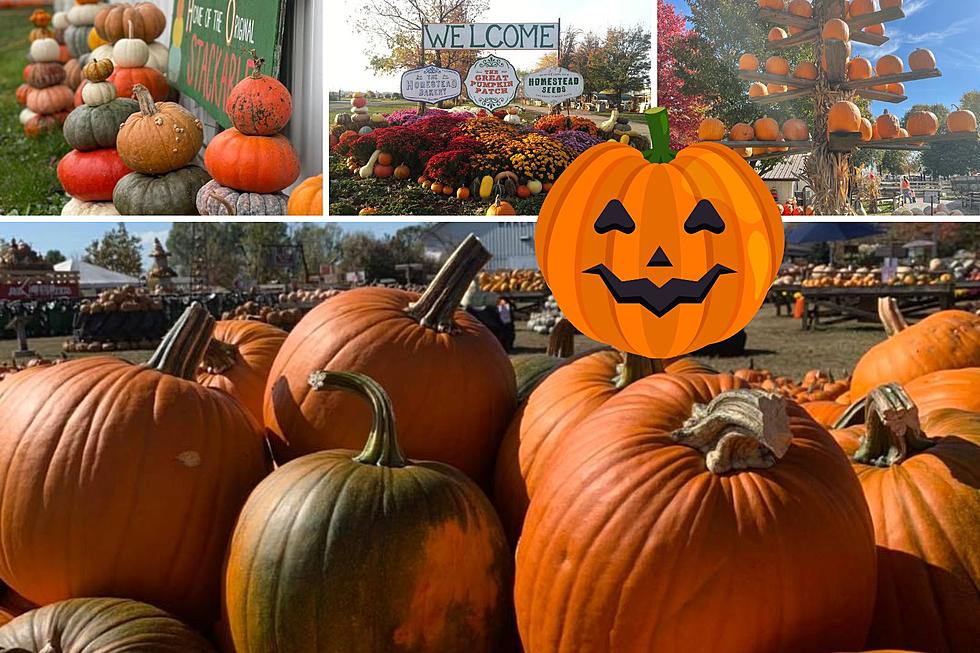 Take Your Family to Illinois' Largest Pumpkin Patch